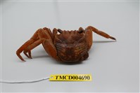 藏品(細紋方蟹)的圖片